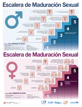Afiches ilustrativos sobre las fases de la maduración sexual que experimentan niñas y niños.